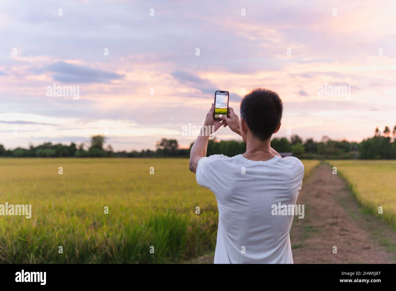 Uomo turistico che fotografa il campo di riso al tramonto con il cellulare. Foto Stock