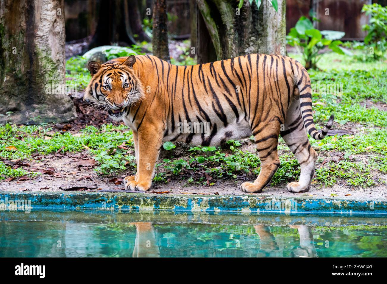 (220303) -- KUALA LUMPUR, 3 marzo 2022 (Xinhua) -- la tigre malese Hebat reagisce allo Zoo Negara vicino Kuala Lumpur, Malesia, 27 febbraio 2022. PER ANDARE CON 'caratteristica: Malese tigre affronta oblivion senza azione concertata' (Xinhua/Zhu Wei) Foto Stock