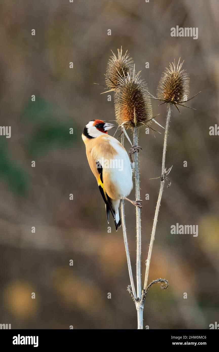 European goldfinch, Carduelis carduelis bellissimo uccello colorato seduto su cardo secco. Il cibo è semi piccoli. Sfondo sfocato, spazio di copia. Foto Stock