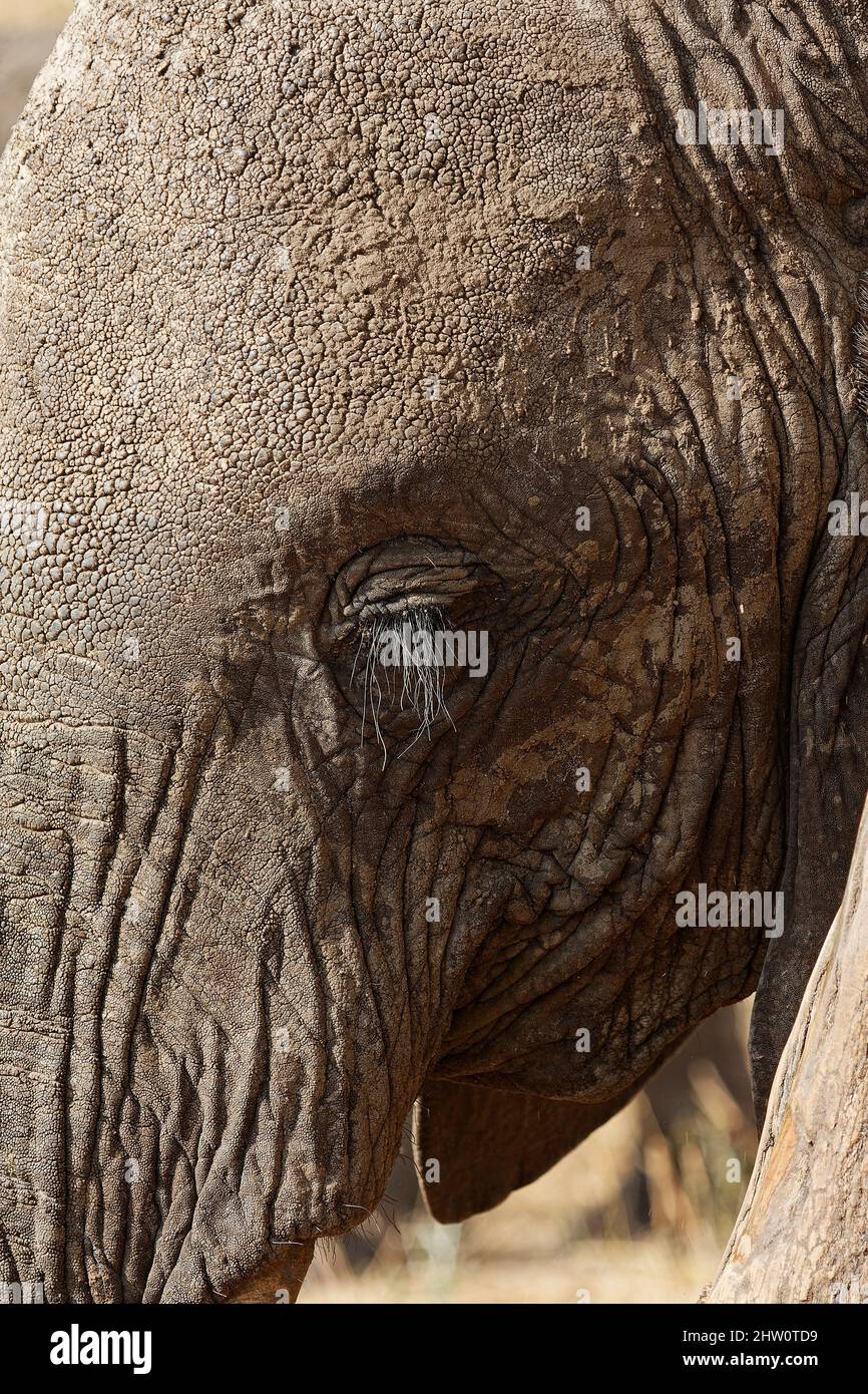 Elefante africano, close-up estremo, ciglia lunghe, Loxodanta africana, erbivore, Più grande mammifero di terra, fauna selvatica, animale, pelle testurizzata, Tarangire Natio Foto Stock