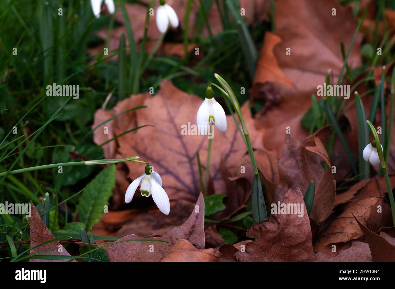 Gocce di neve che crescono tra foglie cadute nel cantiere invernale. Nome scientifico Galanthus nivalis. Da terra in primo piano. Foto Stock