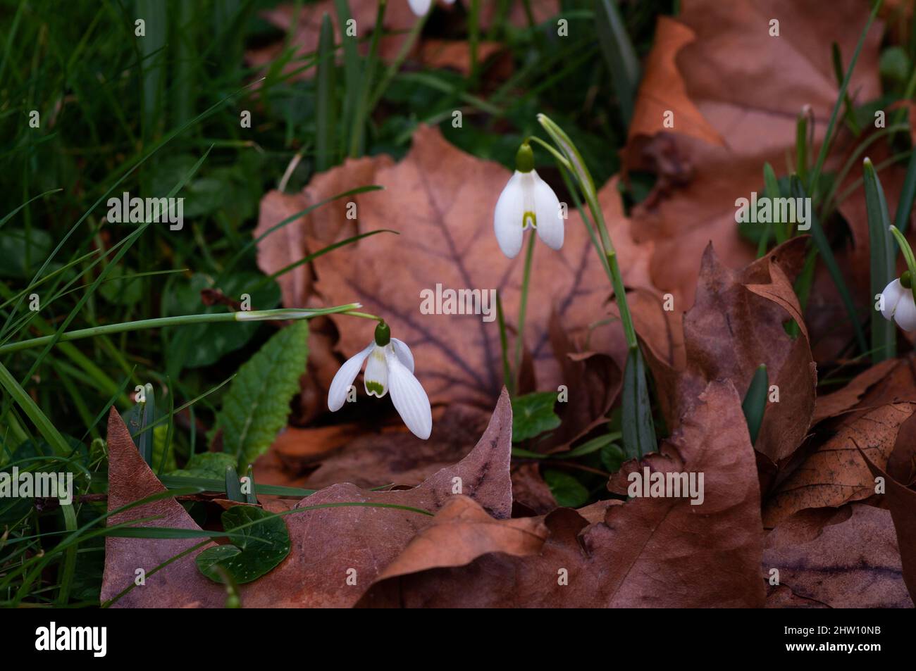 Gocce di neve che crescono tra foglie cadute nel cantiere invernale. Nome scientifico Galanthus nivalis. Da terra in primo piano. Foto Stock