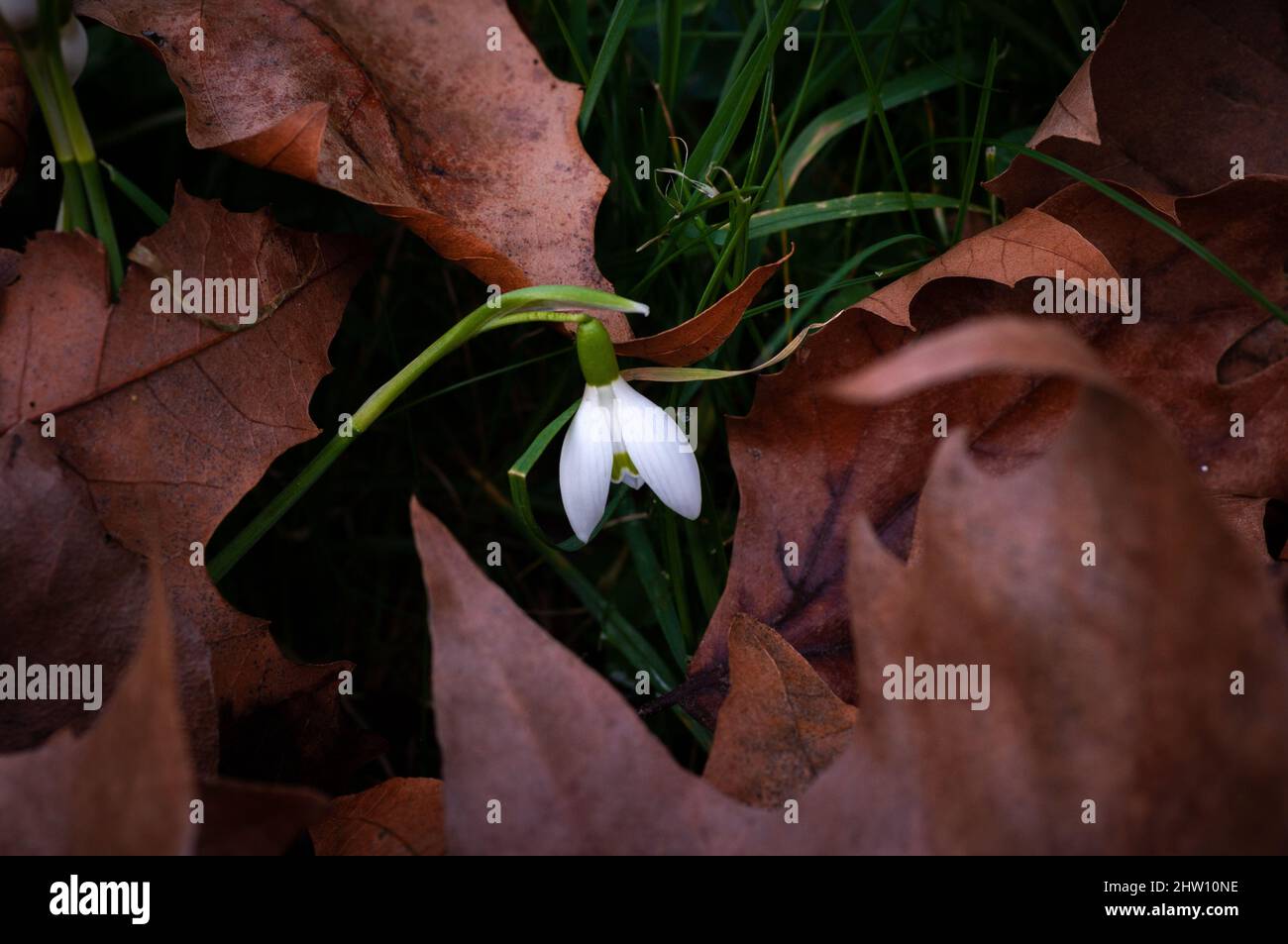 Gocce di neve che crescono tra foglie cadute nel cantiere invernale. Nome scientifico Galanthus nivalis. Da terra in primo piano. Foto Stock