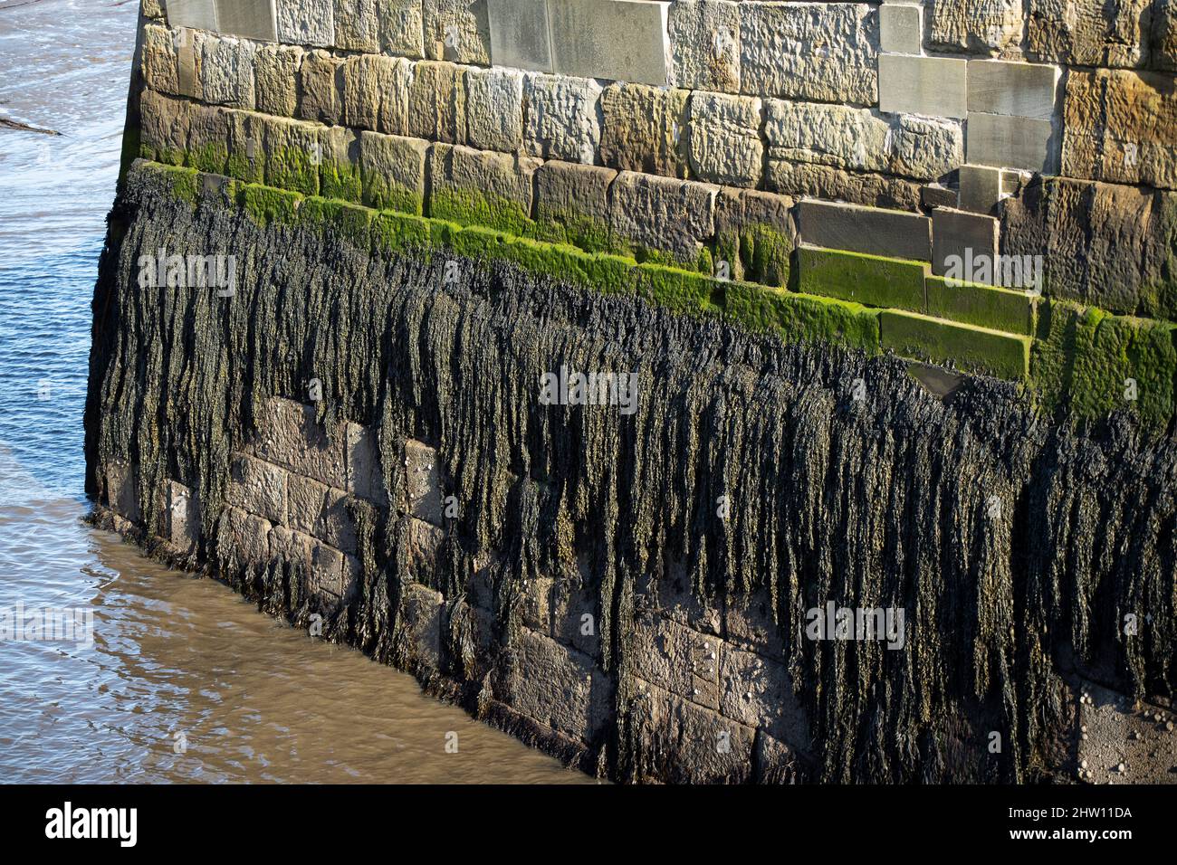 Lunghe fronti di alghe Bladderrack sono esposti a bassa marea. Queste alghe simili alle piante si sono adattate a prosperare ad un livello specifico della zona marea. Foto Stock