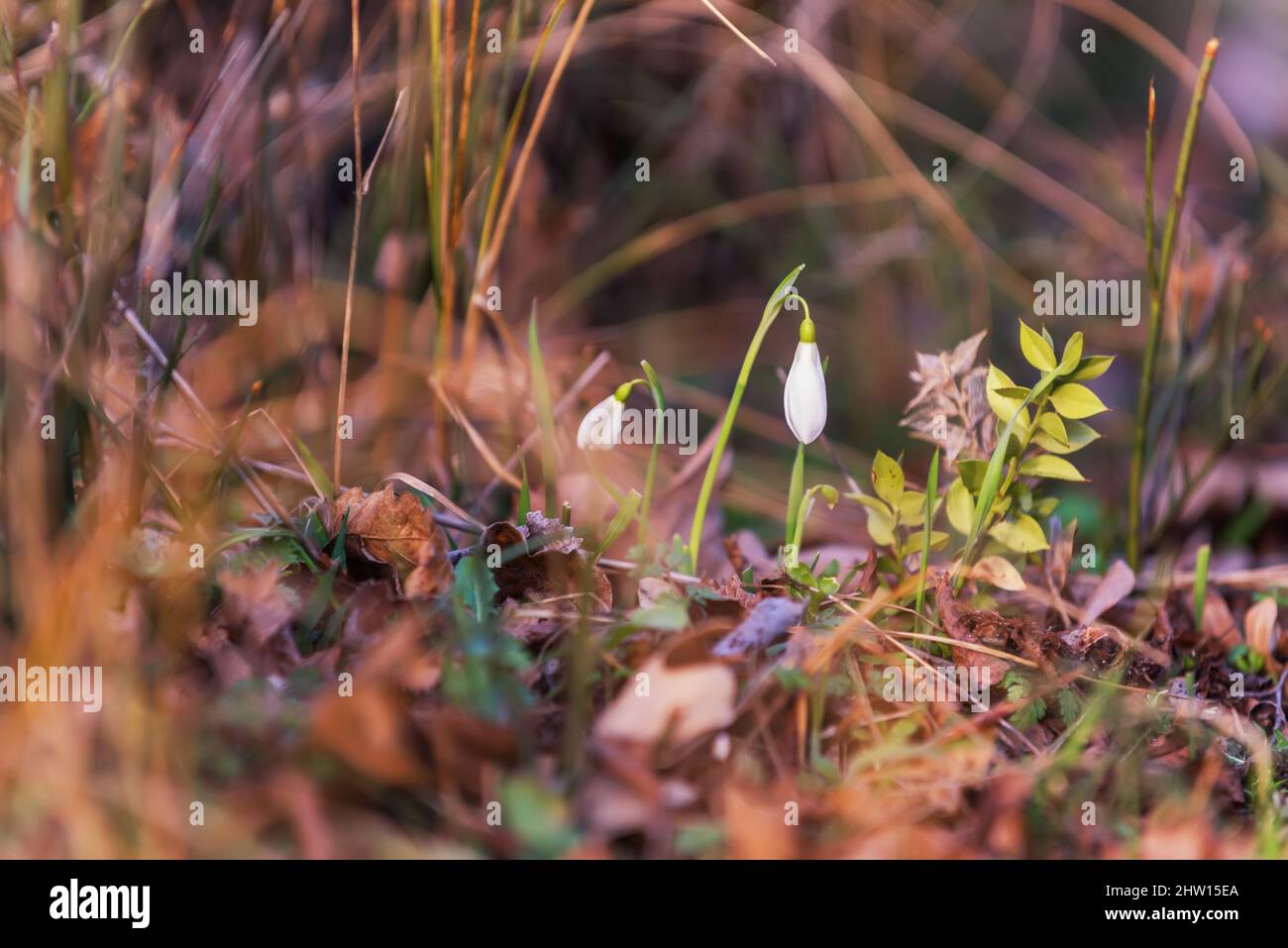 Il delicato fiore di Snowdrop è uno dei simboli di primavera che ci dicono che l'inverno sta lasciando e abbiamo tempi più caldi avanti. Fiori di goccia di neve in fiore in inverno Foto Stock