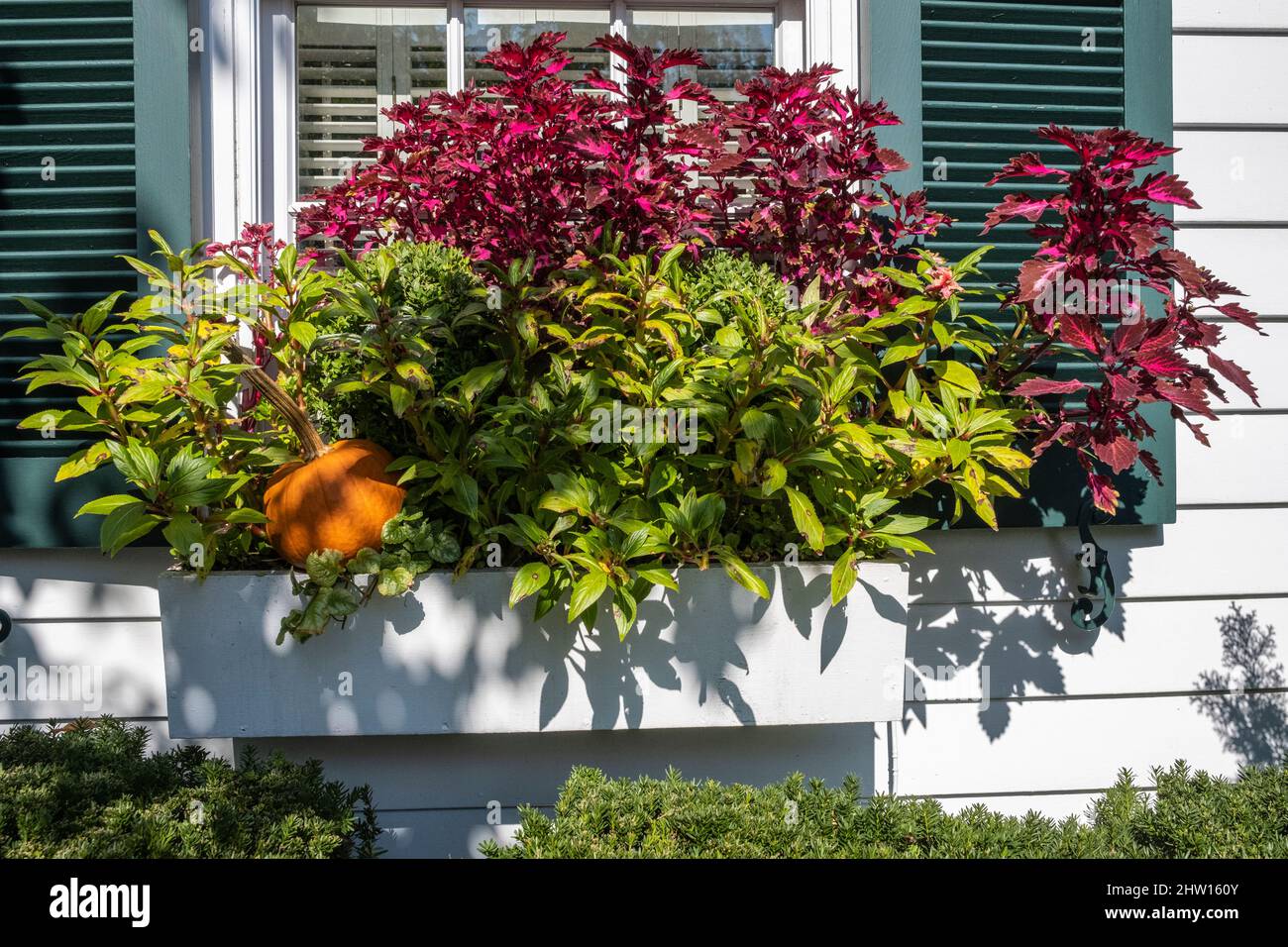 Alexandria, Virginia, Stati Uniti. Finestra Box con zucca di Halloween e Coleus. Foto Stock