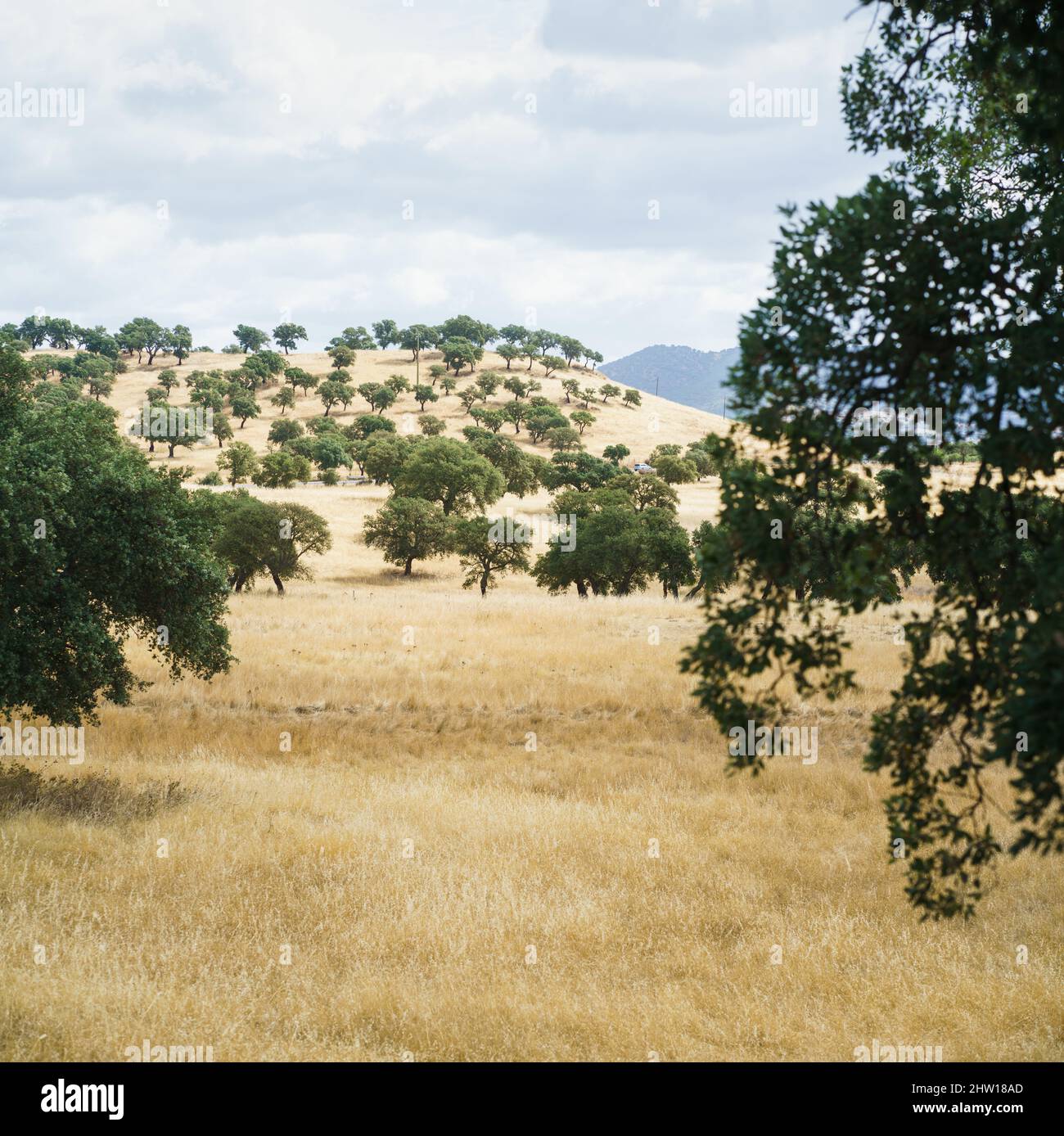 Alberi di sughero nel paesaggio, Sardegna, Italia, Europa. Foto Stock