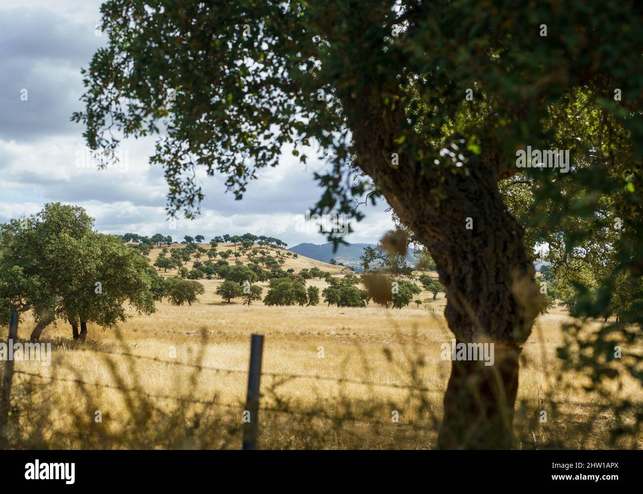 Alberi di sughero nel paesaggio, Sardegna, Italia, Europa. Foto Stock