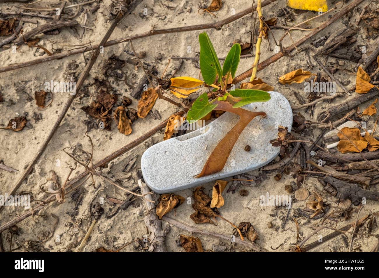 Guinee Bissau, inquinamento delle spiagge dell'arcipelago delle Isole Bijagos classificato come Riserva della Biosfera dall'UNESCO, Isola di Orango, Parco Nazionale di Orango Foto Stock