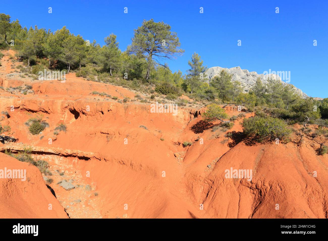 Francia, Bouches du Rhone, Grand Site Concors Sainte Victoire, dominio dipartimentale di Roques Hautes, Beaurecueil, pini nelle Terre rosse con la montagna Sainte Victoire in background Foto Stock