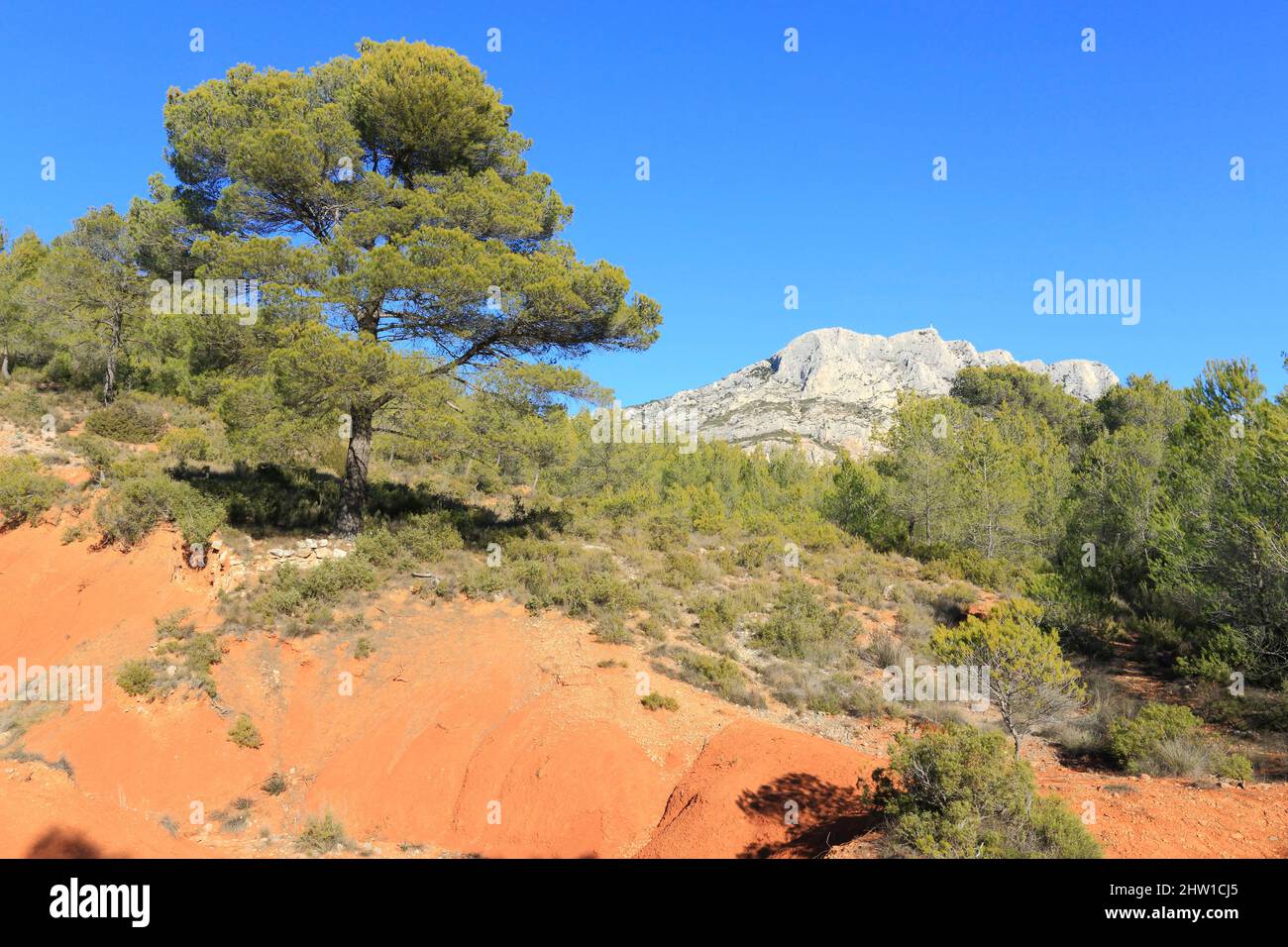 Francia, Bouches du Rhone, Grand Site Concors Sainte Victoire, dominio dipartimentale di Roques Hautes, Beaurecueil, pini nelle Terre rosse con la montagna Sainte Victoire in background Foto Stock