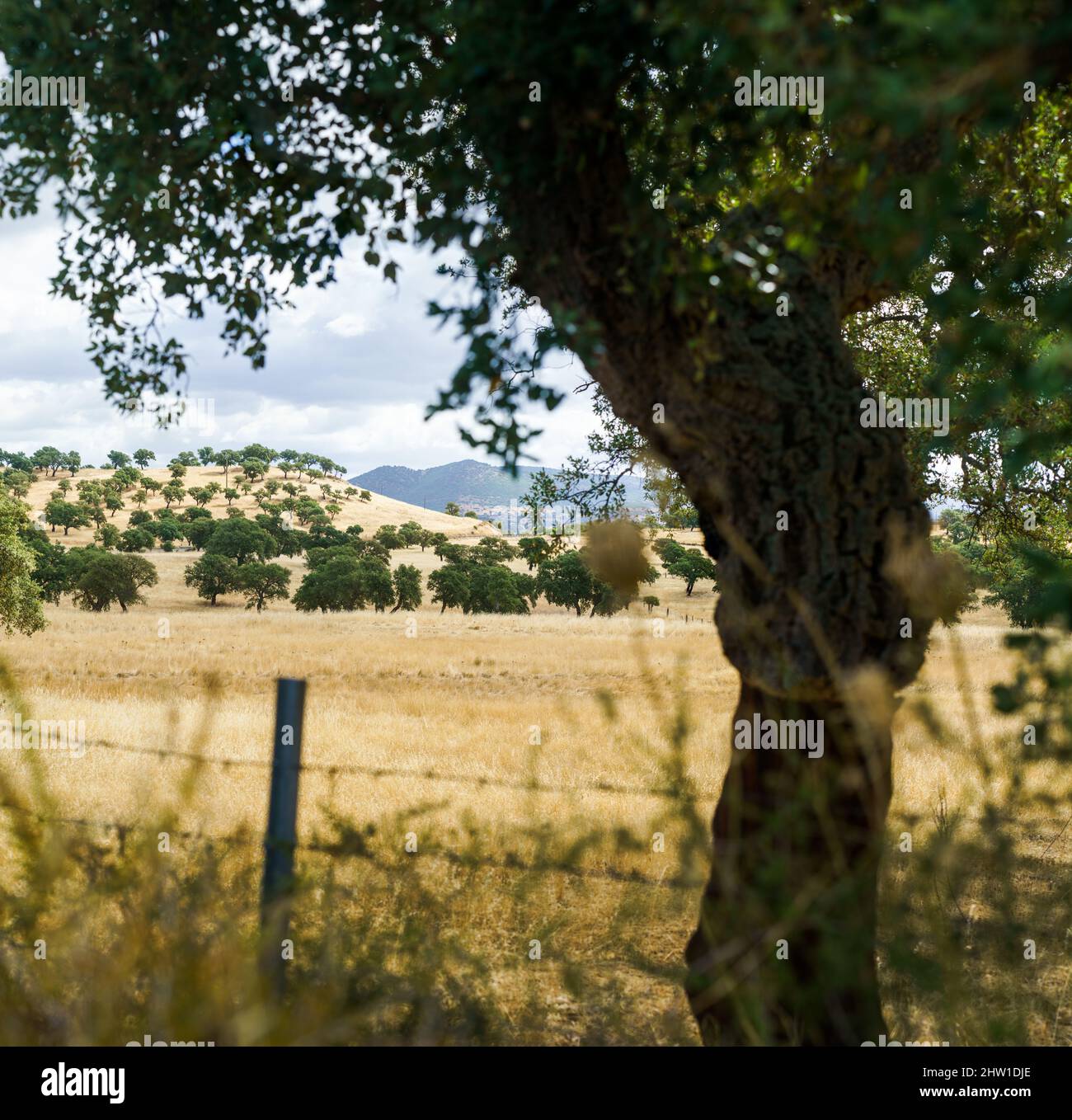 Alberi di sughero nel paesaggio, Sardegna, Italia, Europa. Foto Stock