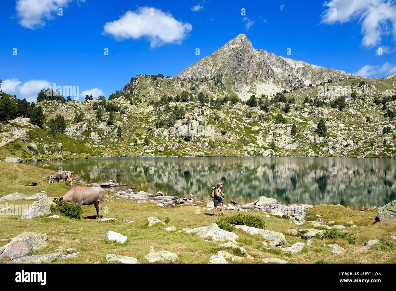 Francia, Hautes Pyrenees, Saint Lary Soulan e Vielle-Aure, escursione su una variante del GR10 tra il passo di Portet e i laghi Bastan ai margini della riserva naturale Neouvielle, Mandria di mucche nel pascolo estivo di montagna al lago superiore Bastan e il Pic de Bastan sullo sfondo Foto Stock
