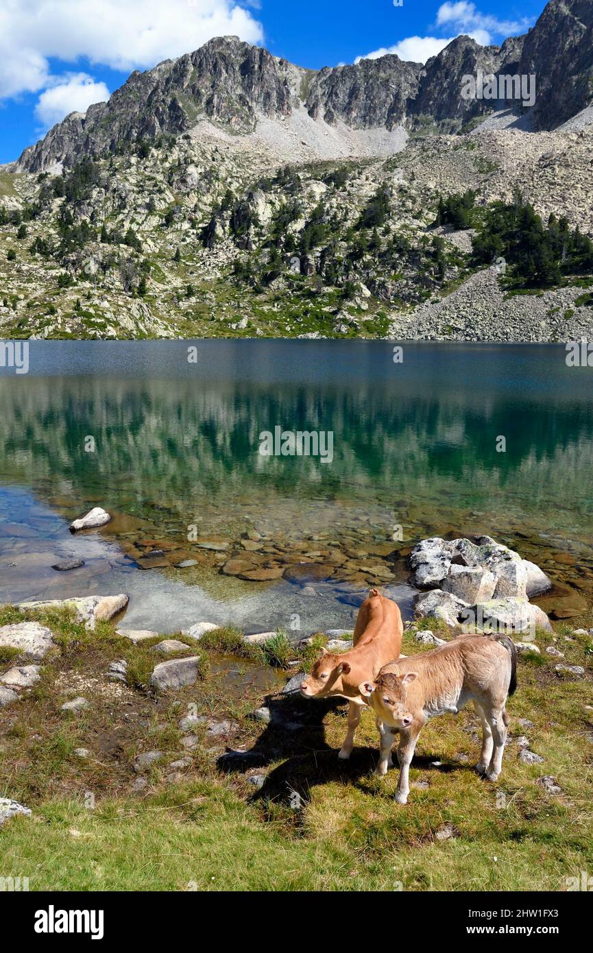 Francia, Hautes Pyrenees, Saint Lary Soulan e Vielle-Aure, escursione su una variante del GR10 tra il passo di Portet e i laghi Bastan sul bordo della riserva naturale Neouvielle, mandria di mucche nel pascolo di montagna estate al lago superiore Bastan Foto Stock