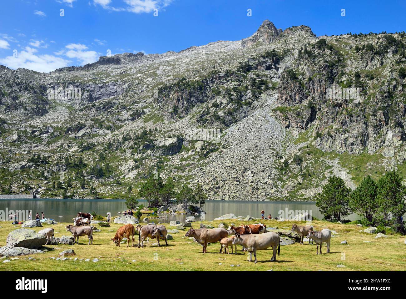 Francia, Hautes Pyrenees, Saint Lary Soulan e Vielle Aure, Neouvielle National Nature Reserve, Neouvielle laghi escursione, mucche in alpeggi di montagna al lago Aubert Foto Stock