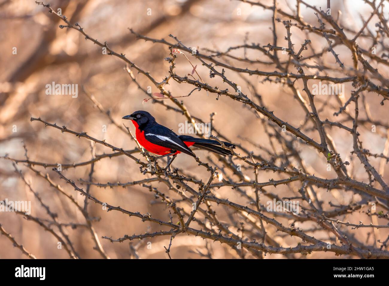 Namibia, regione di Otjozondjupa, Otjiwarongo, Cheetah Conservation Fund (CCF), Gonolek rosso e nero (Laniarius atrococcineus) Foto Stock