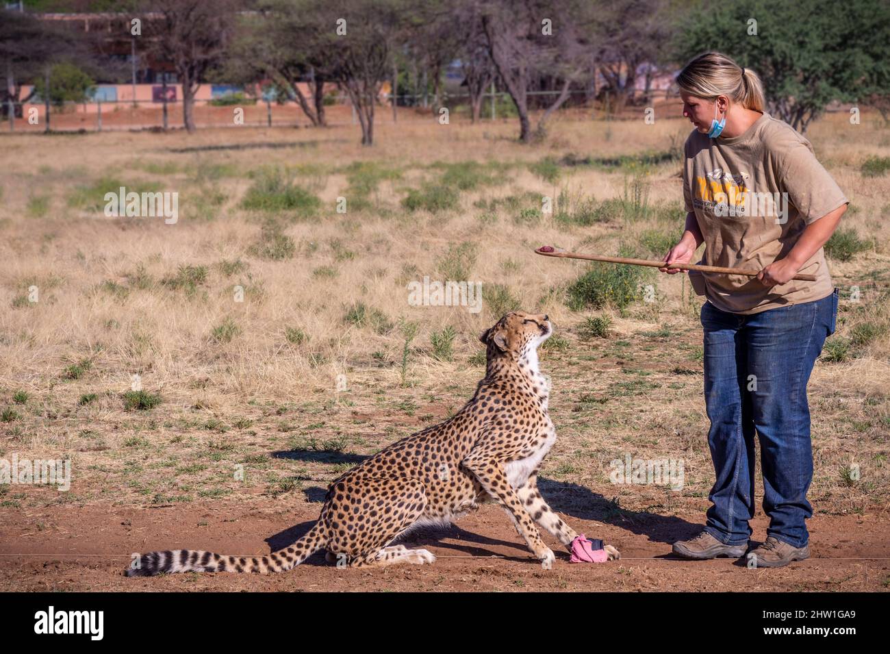 Namibia, regione di Otjozondjupa, Otjiwarongo, Cheetah Conservation Fund (CCF), per mantenere i muscoli atletici dei ghepardi raccolti al centro, una corsa meccanica di richiamo è organizzata ogni mattina nel fresco (programma di corsa di ghepardo) Foto Stock