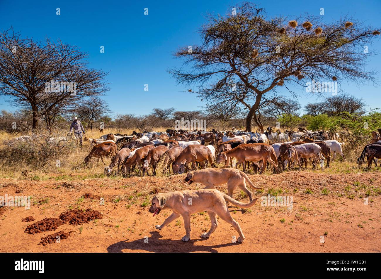 Namibia, Otjozondjupa Region, Otjiwarongo, Cheetah Conservation Fund (CCF), CCF's Livestock Guarding Dog Program è stato molto efficace nel ridurre i tassi di predazione e quindi anche l'inclinazione degli agricoltori a intrappolare o sparare gheetah, Anatolian Shepherd cane noto anche come Kangal di guardia di una mandria di capre alpine Foto Stock