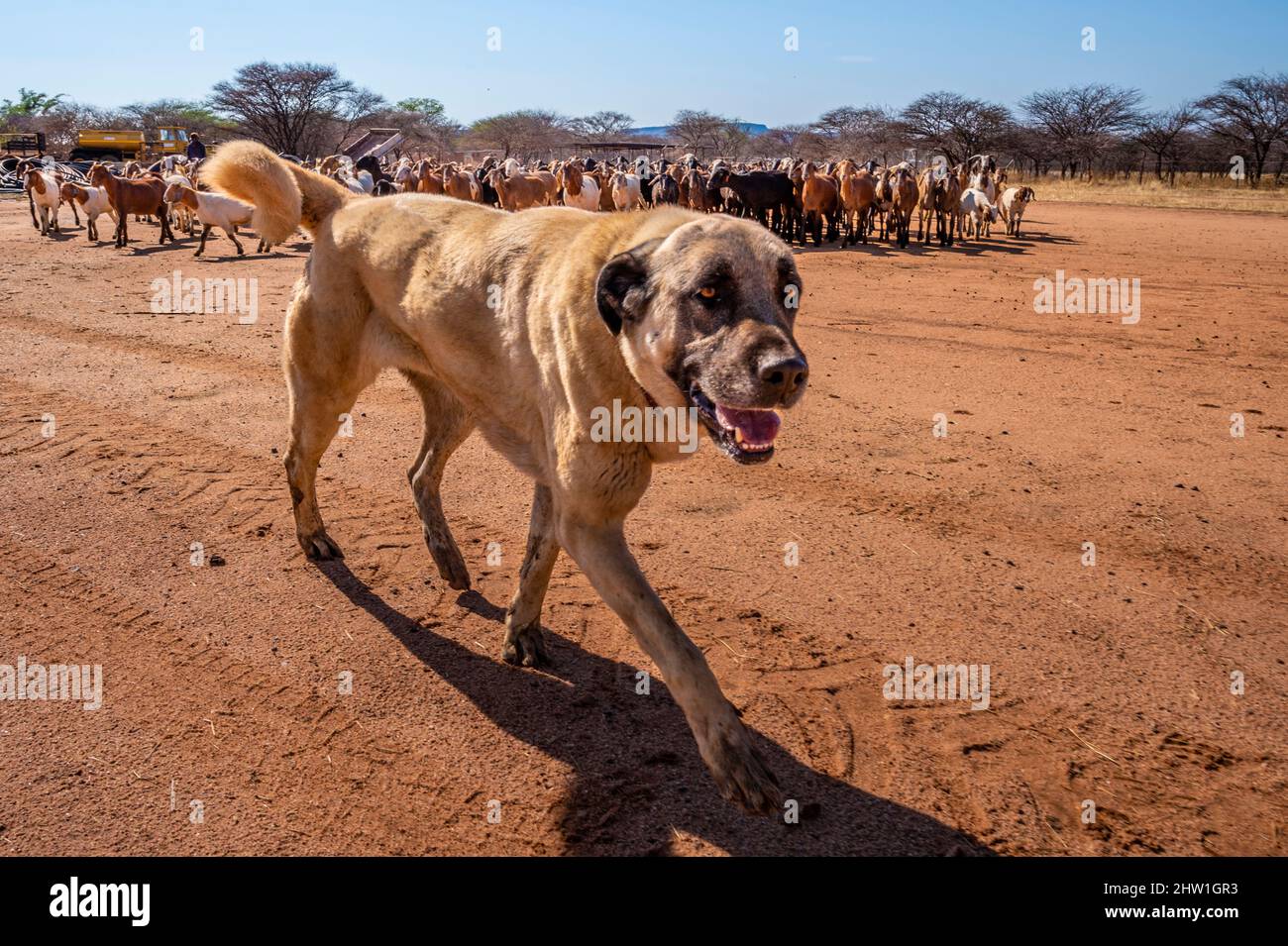 Namibia, Otjozondjupa Region, Otjiwarongo, Cheetah Conservation Fund (CCF), CCF's Livestock Guarding Dog Program è stato molto efficace nel ridurre i tassi di predazione e quindi anche l'inclinazione degli agricoltori a intrappolare o sparare gheetah, Anatolian Shepherd cane noto anche come Kangal di guardia di una mandria di capre alpine Foto Stock