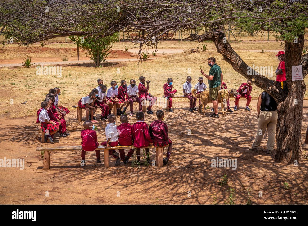 Namibia, regione di Otjozondjupa, Otjiwarongo, Cheetah Conservation Fund (CCF), presentazione di un pastore Anatoliano o Kangal (Anadolu ?oban k?pe&#x11f;i), cane di guardia per mandrie di capre e pecore, ad un gruppo scolastico Foto Stock