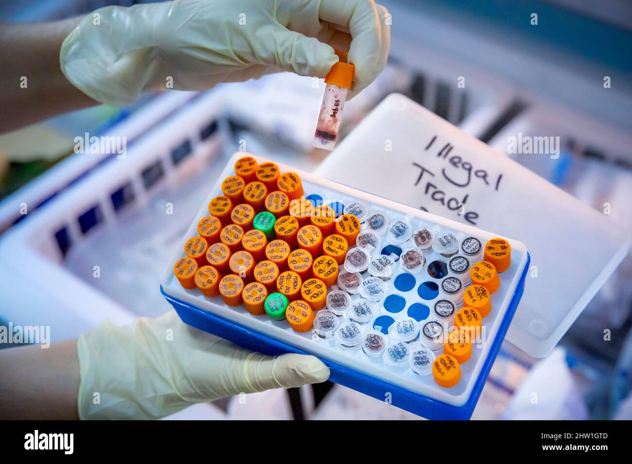 Namibia, regione di Otjozondjupa, Otjiwarongo, Cheetah Conservation Fund (CCF), laboratorio di genetica (Life Technologies Conservation Genetics Laboratory), campioni di sangue da caccia illegale di ghepardi Foto Stock