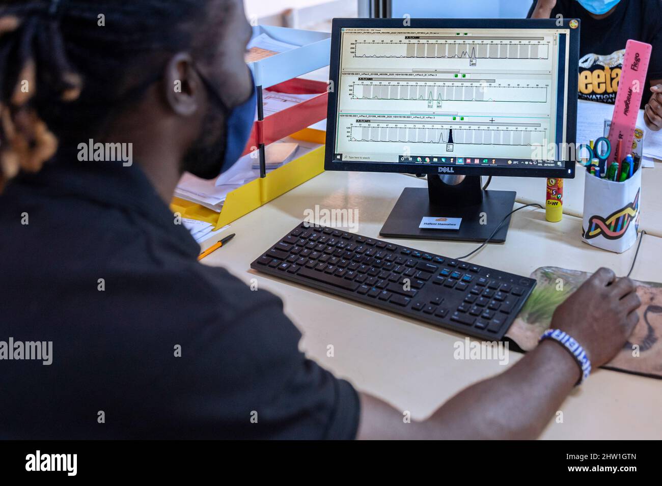 Namibia, regione di Otjozondjupa, Otjiwarongo, Cheetah Conservation Fund (CCF), laboratorio di genetica (Life Technologies Conservation Genetics Laboratory), decrittografia del DNA Foto Stock