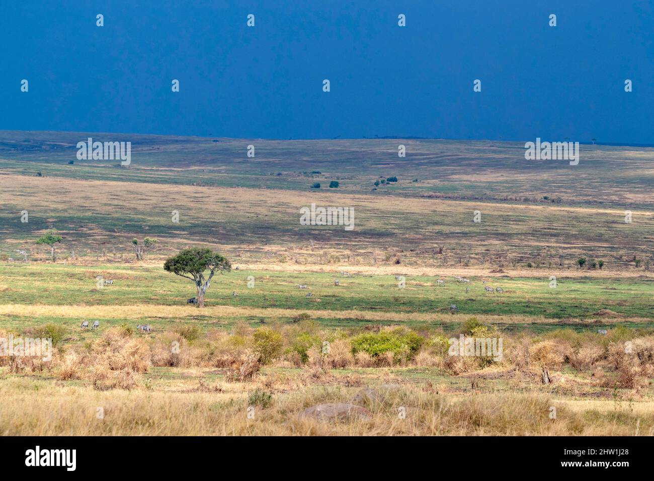 Kenya, Masai Mara National Reserve, Parco Nazionale, savana, grandi pianure ondulate praticamente senza alberi Foto Stock