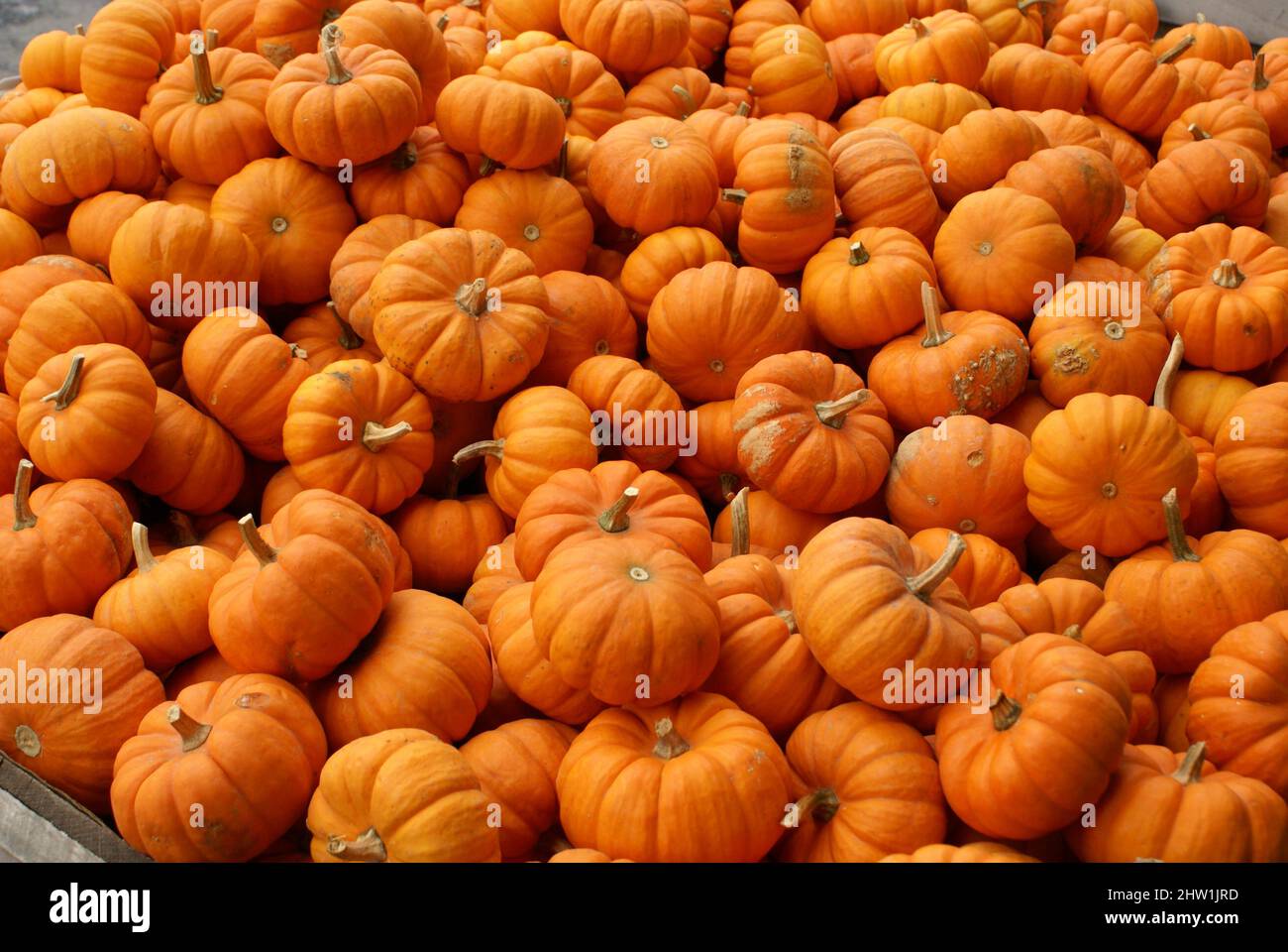Closeup shot di zucche arance mature con lunghe code spesse Foto Stock