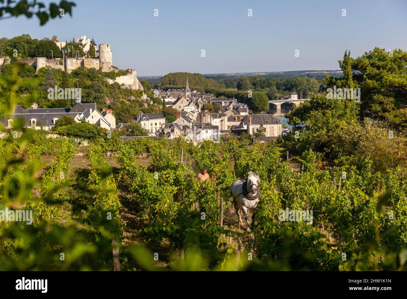 Francia, Indre et Loire, Valle della Loira elencato come Patrimonio Mondiale dall'UNESCO, Chinon, Clos des capu?ins, Jean-Fran?ois Lafon lavora su base personalizzata con i suoi cavalli da tiro per i viticoltori che vogliono preservare la loro terra da compattazione o inquinamento Foto Stock