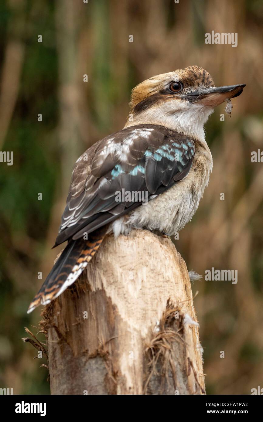 Australie, ridendo kookaburra (Dacelo novaeguineae), Biotropica Foto Stock