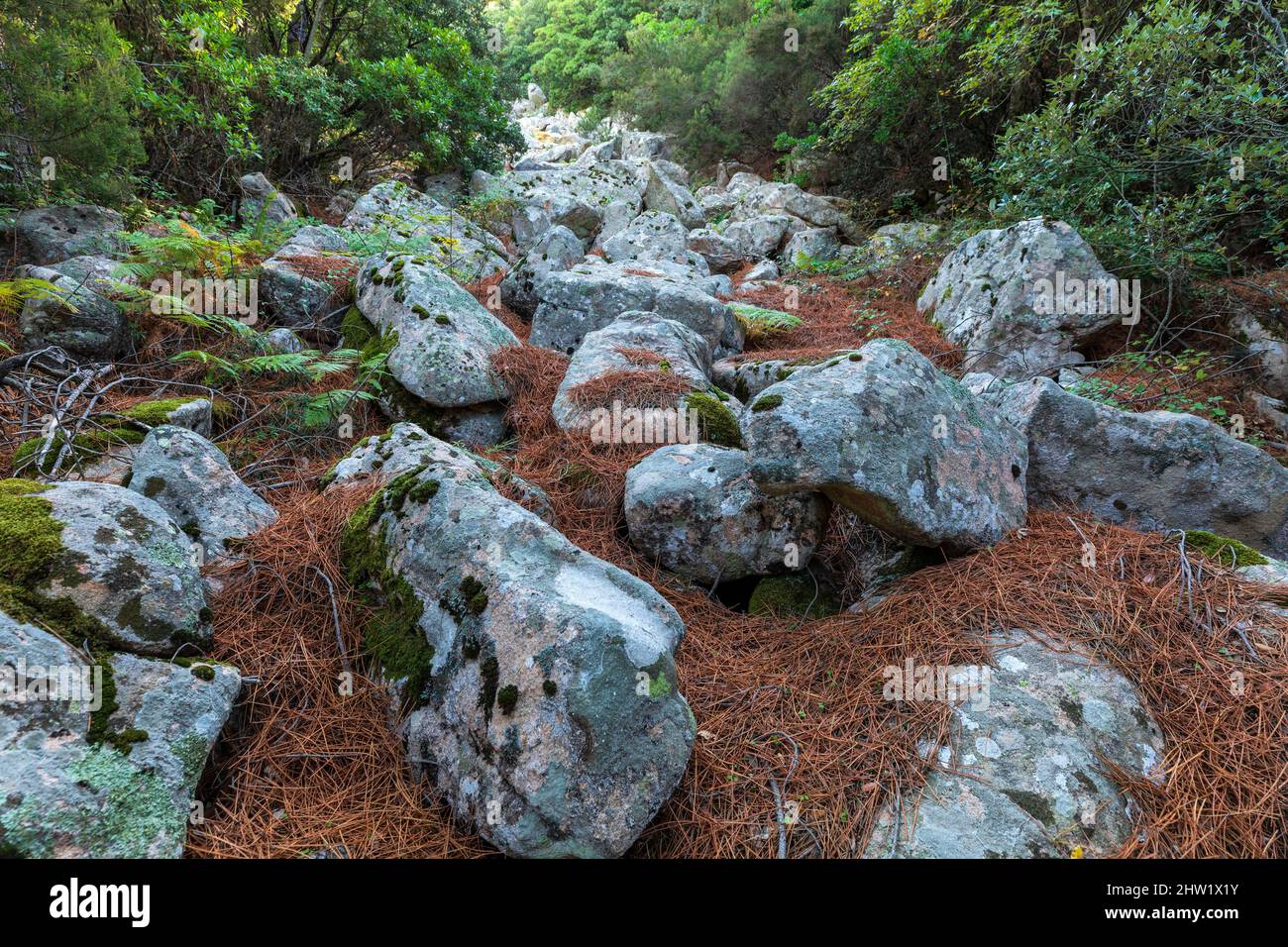 Francia, Corse du Sud, Figari, a piedi per i sheepfolds di Naseo Foto Stock