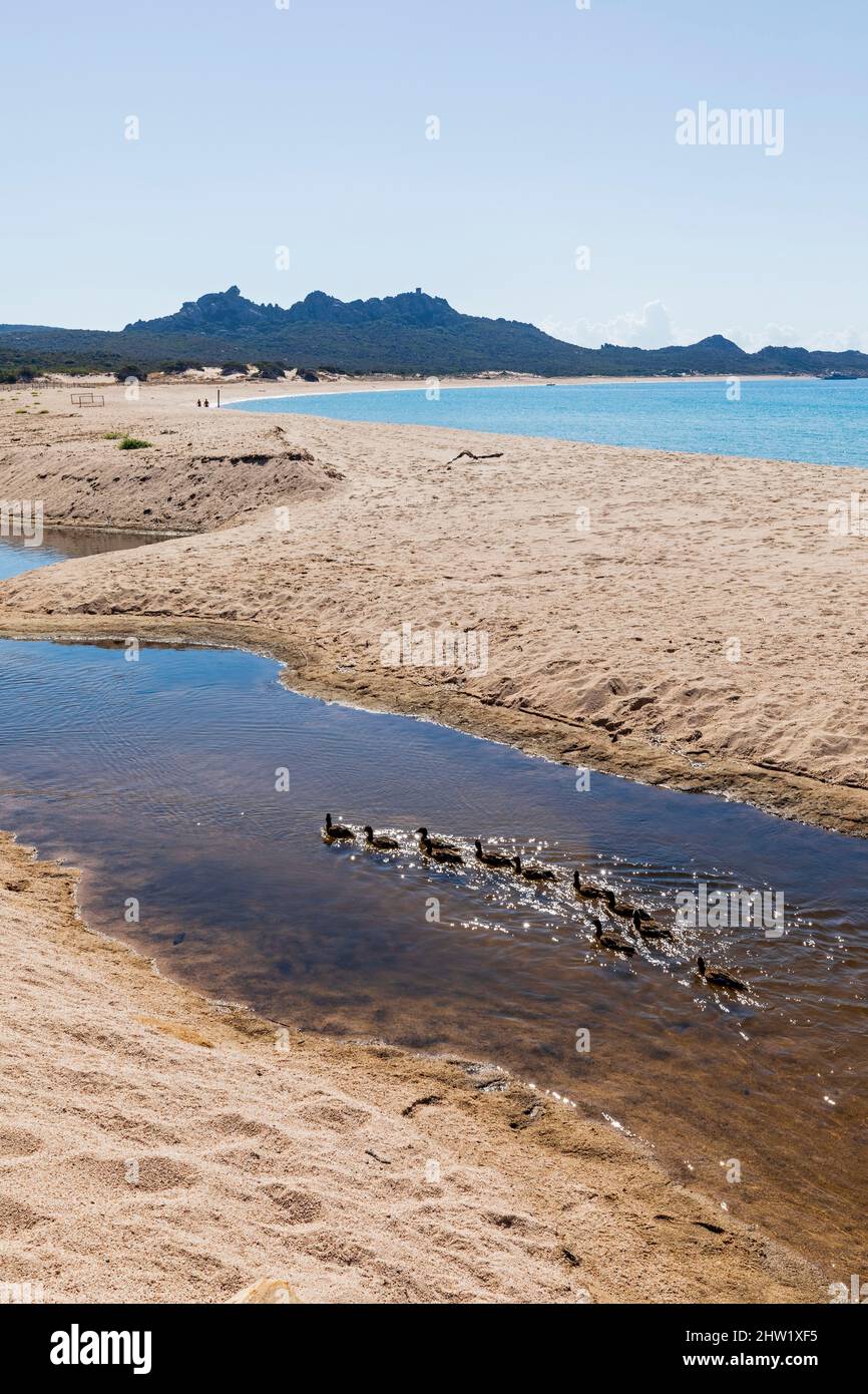 Francia, Corse du Sud, Domaine de Murtoli, spiaggia di Erbaju, la grande spiaggia Foto Stock