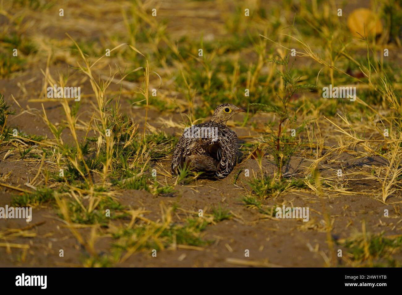 Gli uccelli africani possono essere colori sbalorditivi & i suoni del birdsong sono incredibili Foto Stock