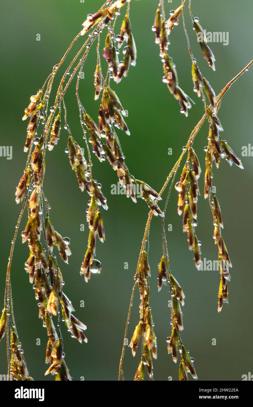 Hairgrass (Deschampsia cespitosa) florescence close-up Foto Stock