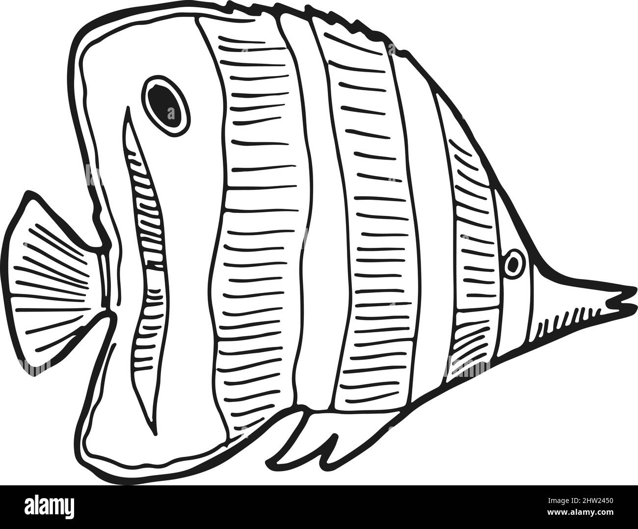 Pesce angelo marino Foto e Immagini Stock in Bianco e Nero - Alamy