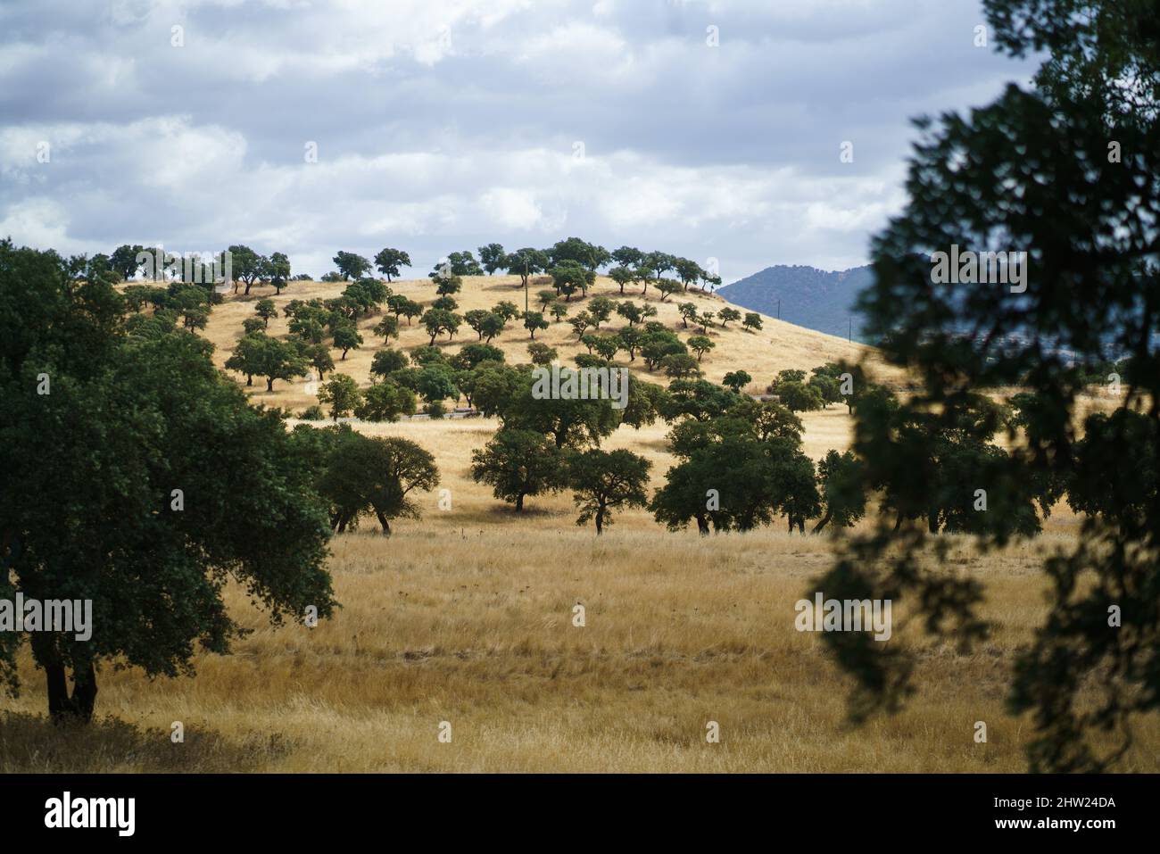 Alberi di sughero nel paesaggio, Sardegna, Italia, Europa. Foto Stock