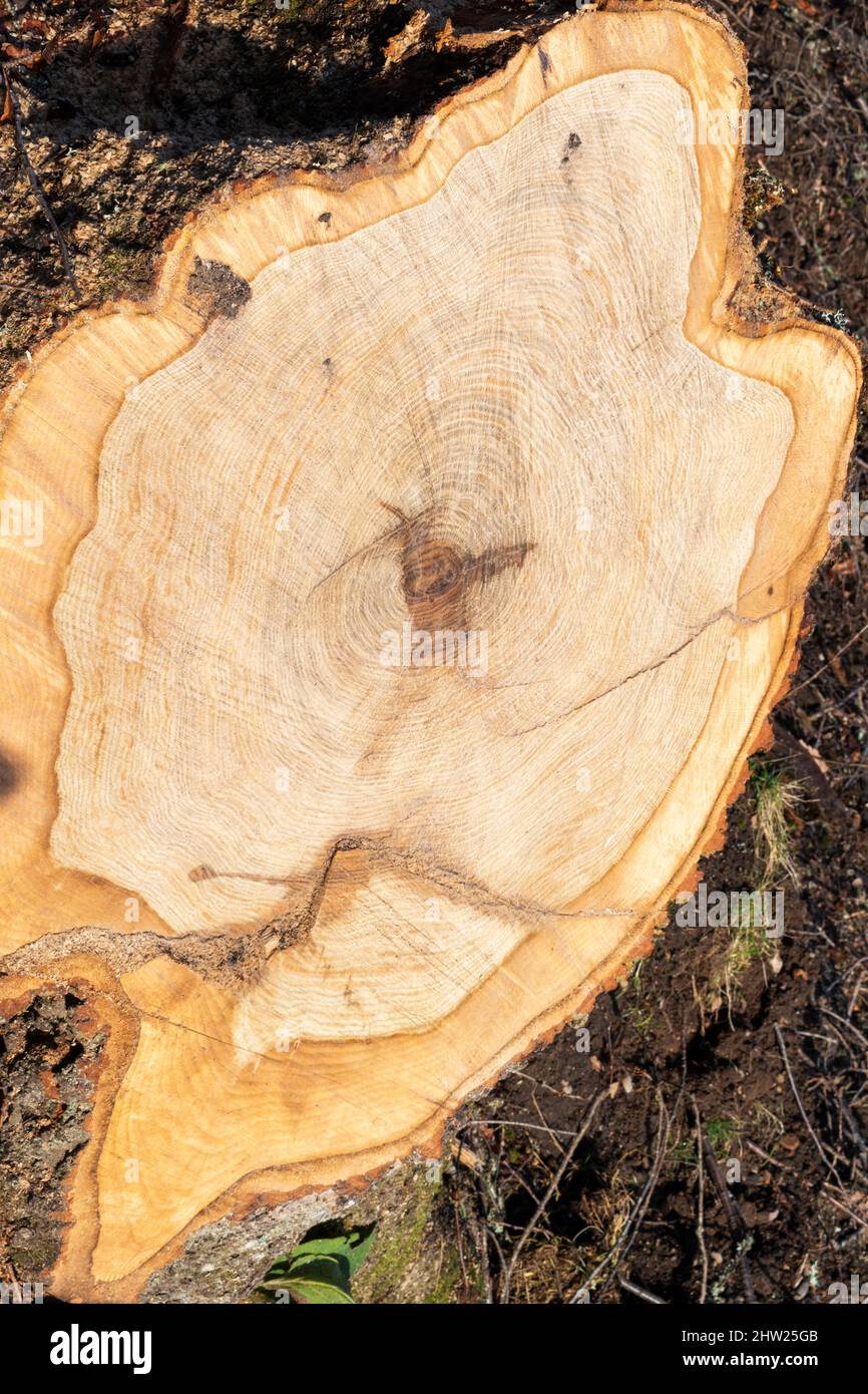 DENDROLOGY UN CEPPO DI ALBERO APPENA SEGATO CHE MOSTRA ANELLI DI CRESCITA Foto Stock