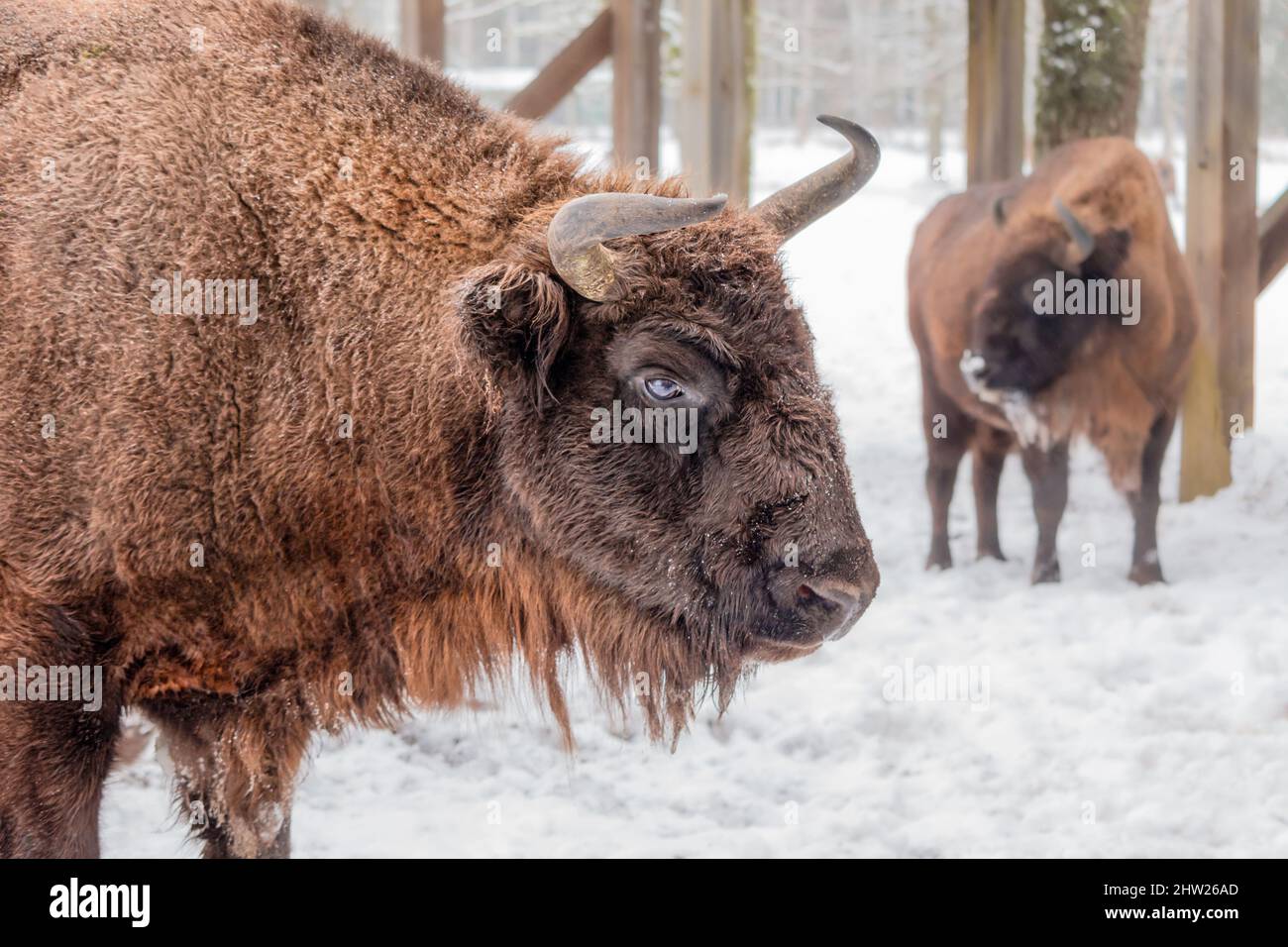 Bison bonasus - bisonte europeo. Animale forte peloso. Specie europee di bisonte. È una delle specie più esistenti. Foto Stock