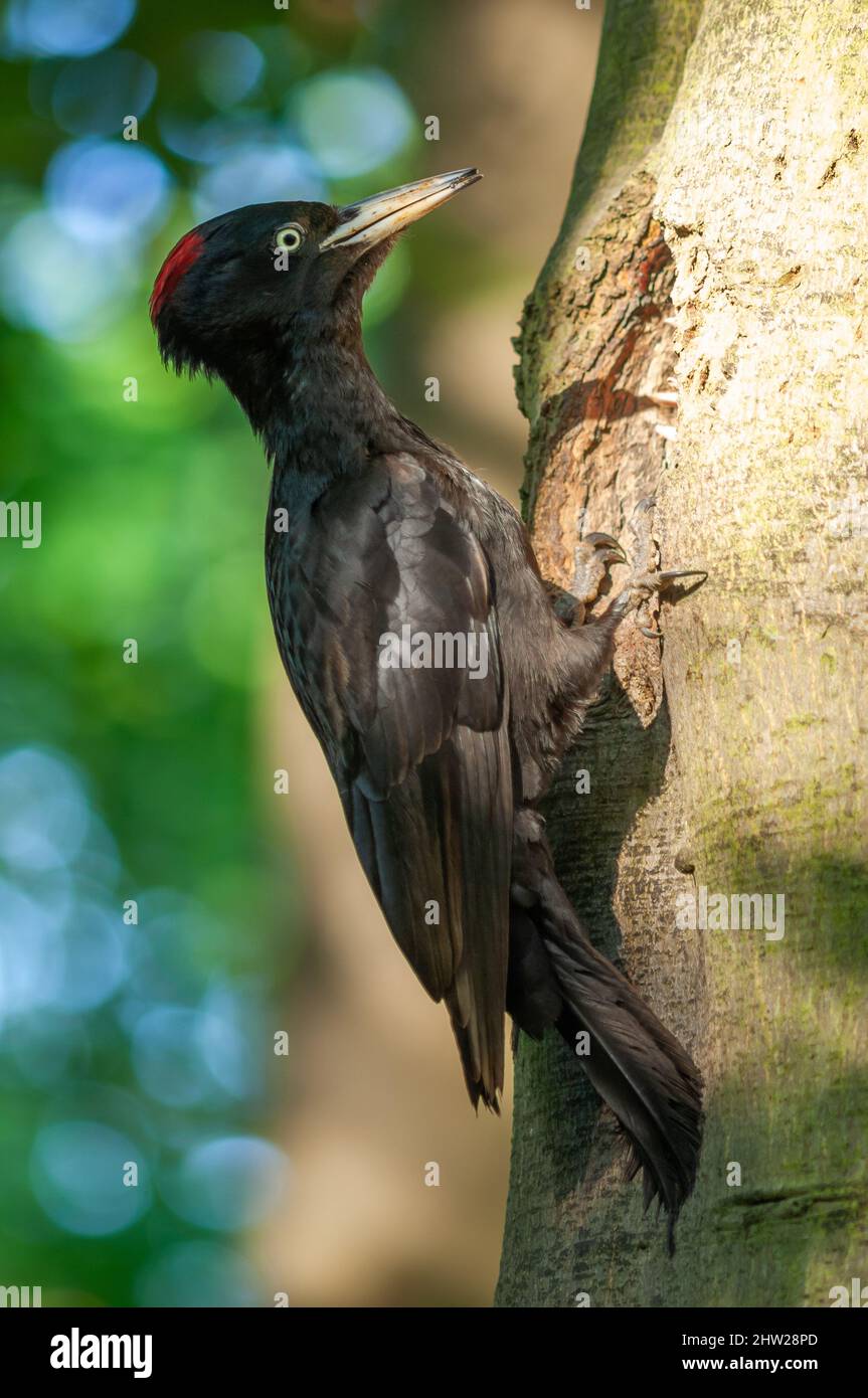 Picchio nero vicino al suo nido sul tronco di un faggio in primavera. Francia. Foto Stock