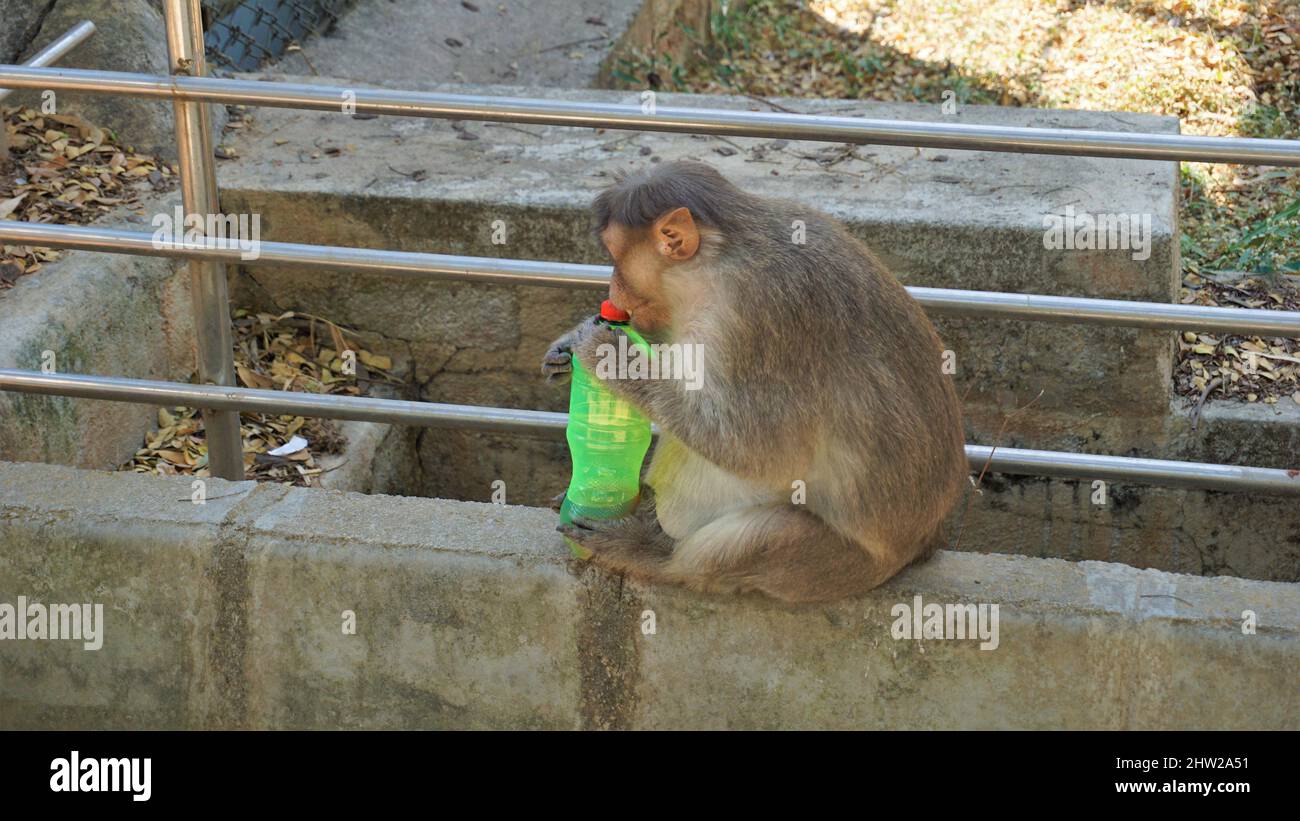Bangalore, Karnataka, India-Marzo 03 2022: Incinta macaque indiano scimmia rubare e bere acqua da bottiglia di plastica in Bannarghetta zoo, Bangalore Foto Stock