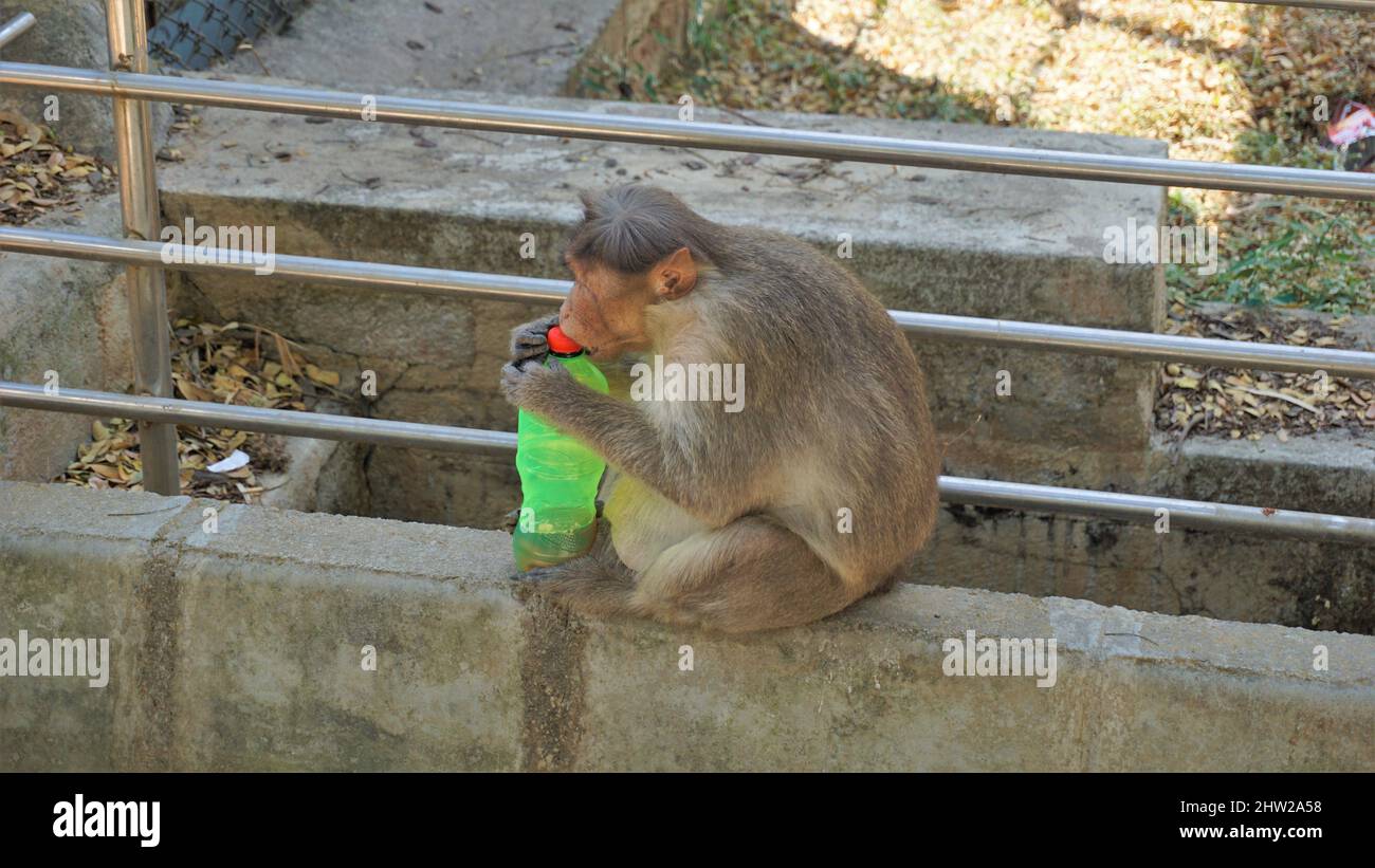 Bangalore, Karnataka, India-Marzo 03 2022: Incinta macaque indiano scimmia rubare e bere acqua da bottiglia di plastica in Bannarghetta zoo, Bangalore Foto Stock