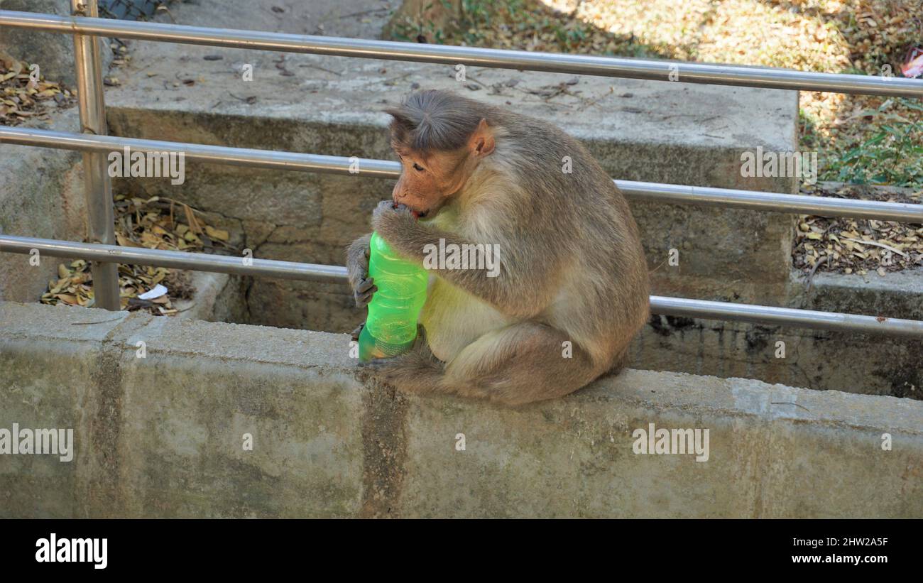 Bangalore, Karnataka, India-Marzo 03 2022: Incinta macaque indiano scimmia rubare e bere acqua da bottiglia di plastica in Bannarghetta zoo, Bangalore Foto Stock