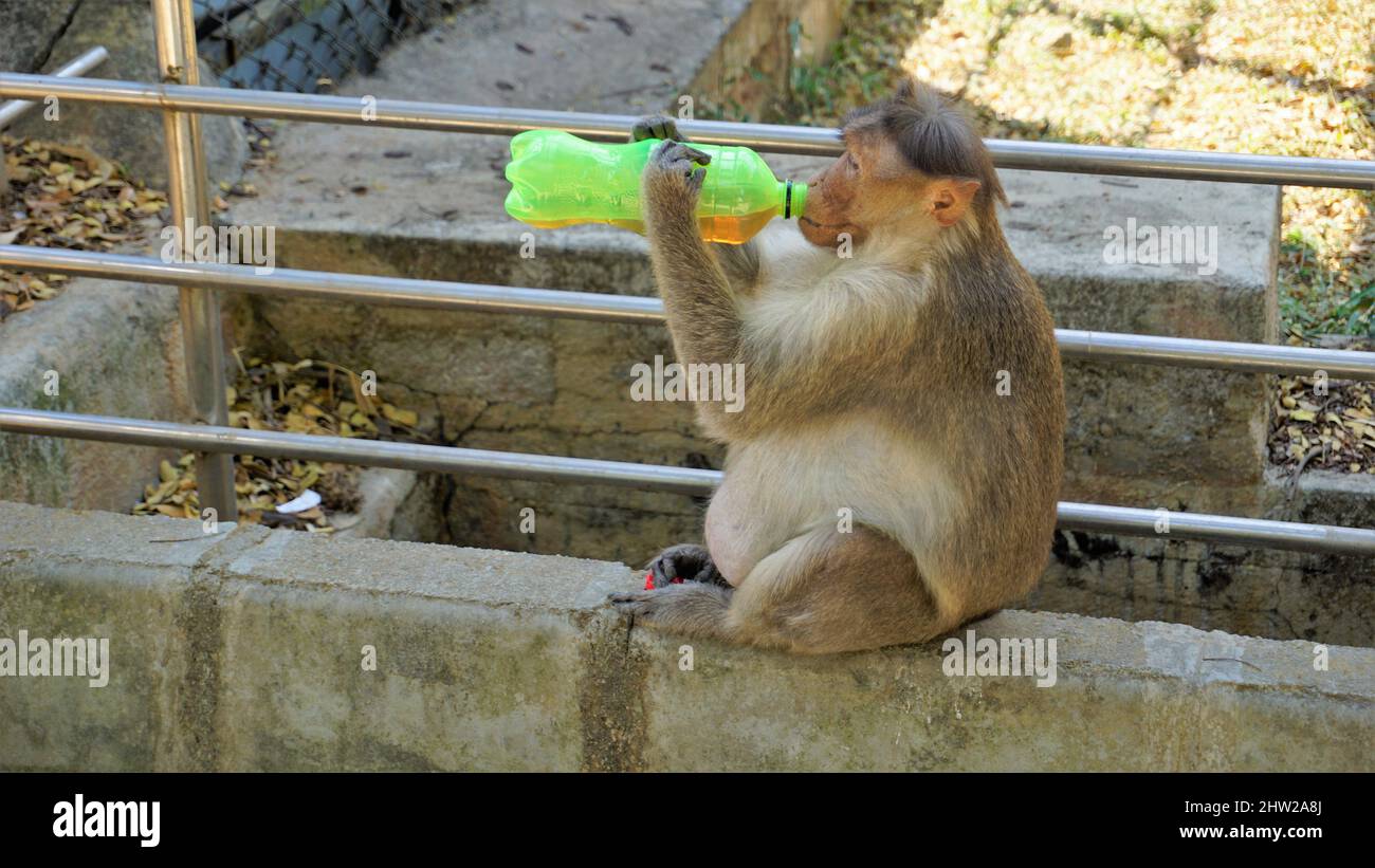 Bangalore, Karnataka, India-Marzo 03 2022: Incinta macaque indiano scimmia rubare e bere acqua da bottiglia di plastica in Bannarghetta zoo, Bangalore Foto Stock