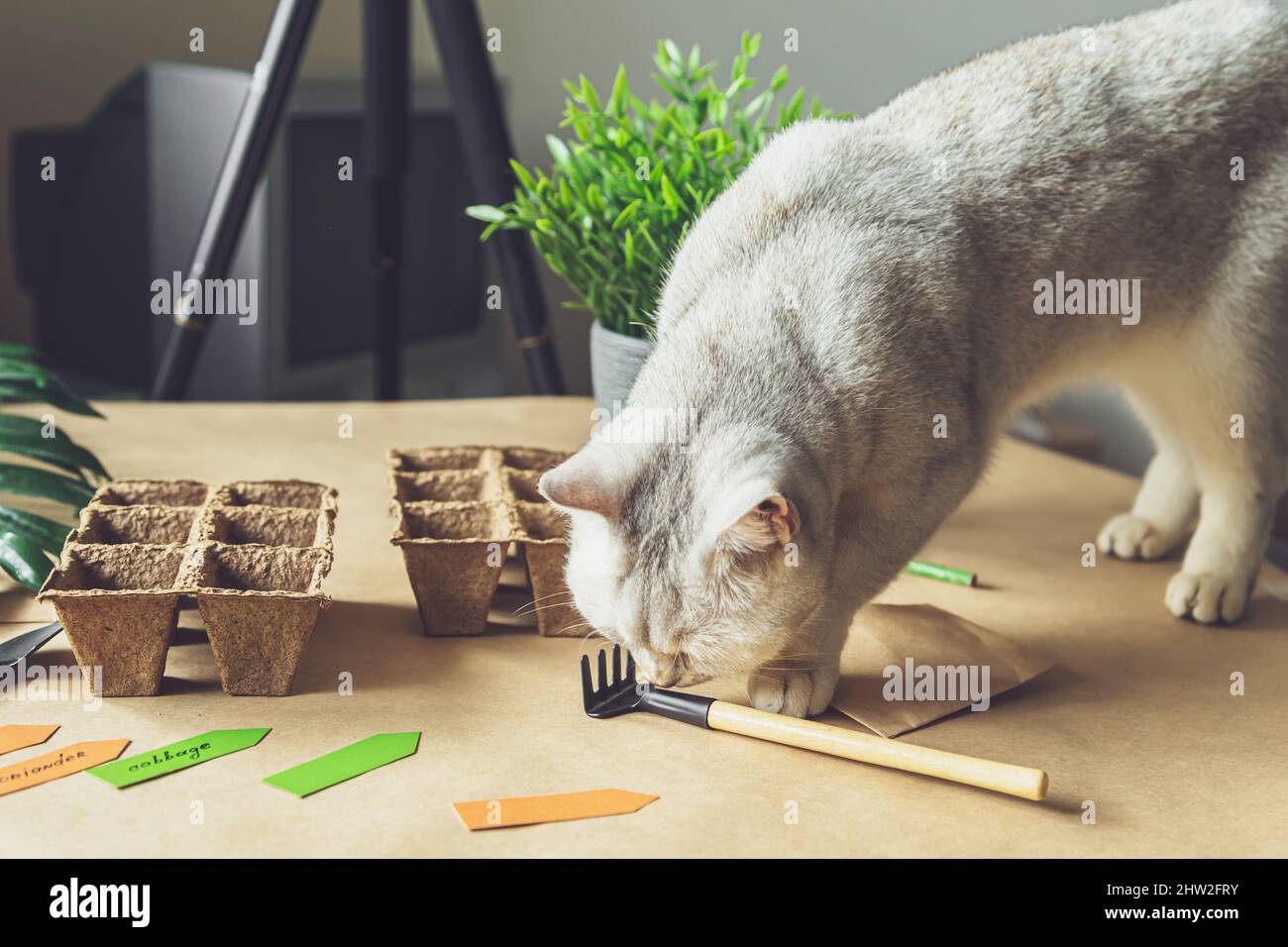 Curioso gatto britannico aiuta a piantare semi nel giardino di casa. Amicizia di una persona con un animale domestico, hobby e vita agraria durante il blocco. Il con Foto Stock