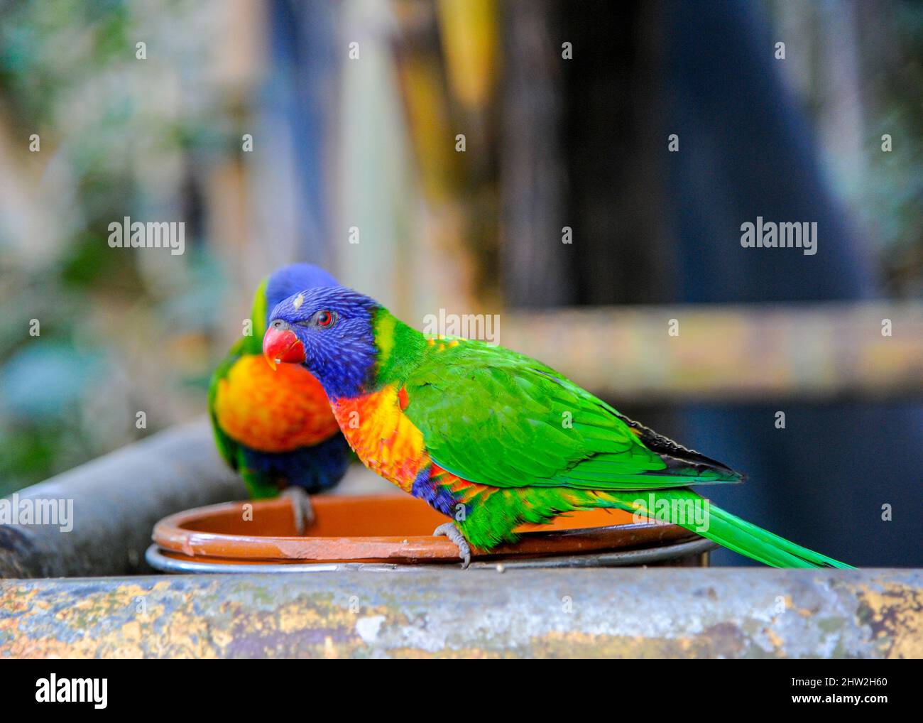Uccelli colorati a Tenerife che mangiano semi Foto Stock