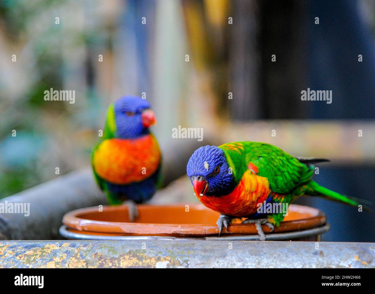 Uccelli colorati a Tenerife che mangiano semi Foto Stock