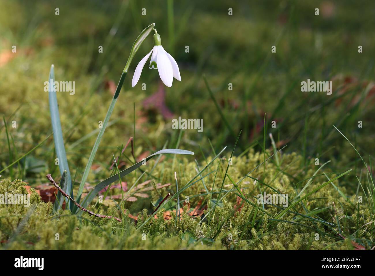 foto di una sola goccia di neve fresca su un prato verde Foto Stock