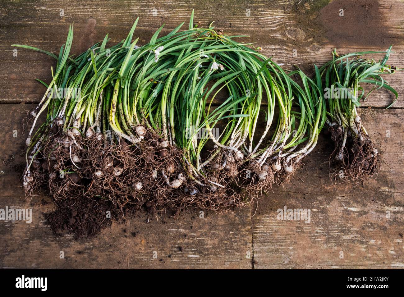 Galanthus nivalis, nevralgia comune nel verde su una panca di vasellatura pronta per piantare. Foto Stock