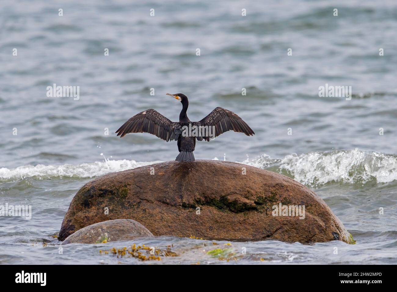 Grande cormorano (Phalacrocorax carbo) su masso in mare che si allunga ali per asciugare lungo la costa in estate Foto Stock