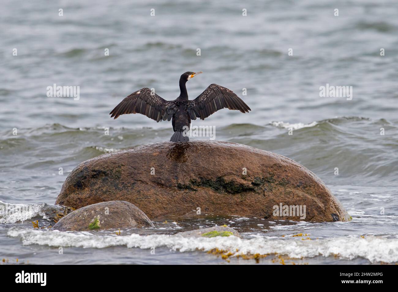 Grande cormorano (Phalacrocorax carbo) su masso in mare che si allunga ali per asciugare lungo la costa in estate Foto Stock